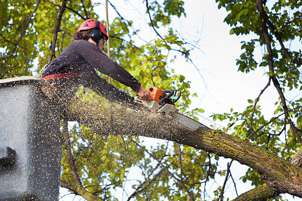 Reliable Rockdale, TX Tree Services Solutions