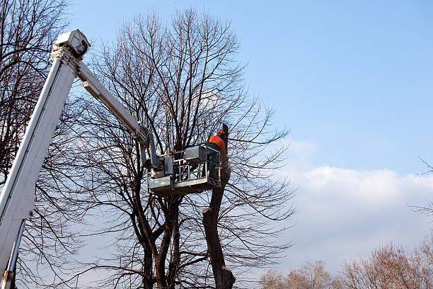 Best Tree Risk Assessment  in Rockdale, TX